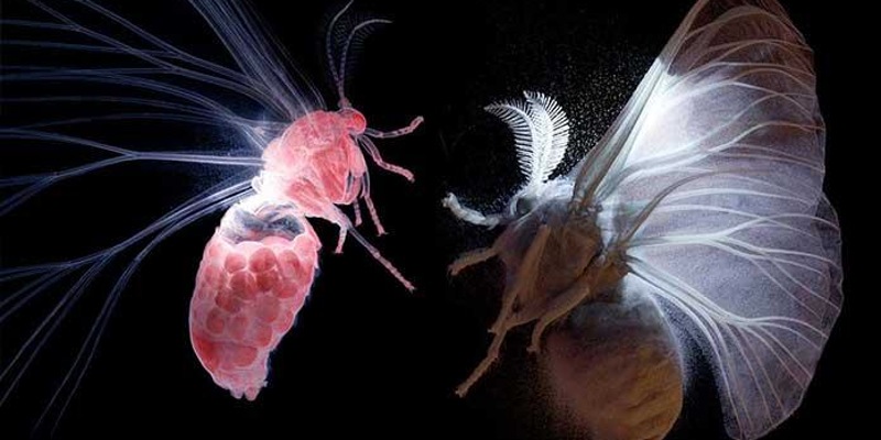 Dome Vision: The Secret World of Moths