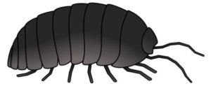 An Environmentally Friendly Way to Exclude Rollie Pollies | BioBus